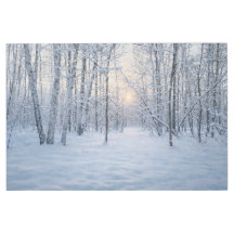 Winter Sunlight in Quiet Birch Forest
