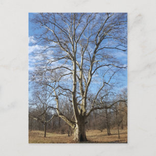 Winter Sycamore Tree Briefkaart