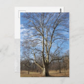 Winter Sycamore Tree Briefkaart (Voorkant / Achterkant)
