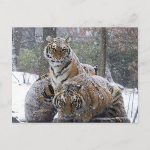 Winter Tiger Cuddle Briefkaart