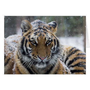 Winter Tiger Portrait