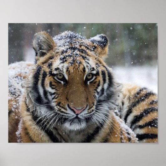 Winter Tiger Portrait Poster (Voorkant)