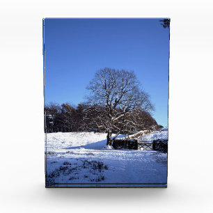 Winter Tree Lyme Park Holiday Card Poster Fotoblokken