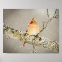 Winter Vrouw kardinaal vogel