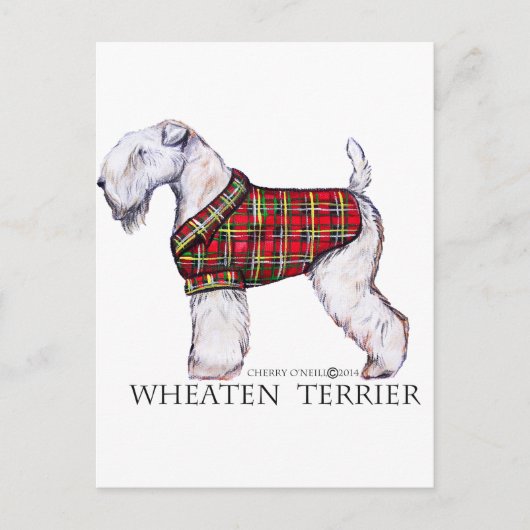 Winter Wheaten Terrier Briefkaart (Voorkant)