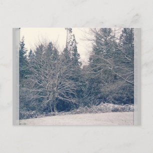 Winter White Briefkaart