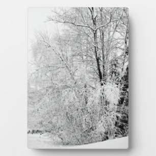 Winter Whites Fotoplaat