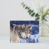 Winter Wolf 2 Briefkaart (Staand voorkant)