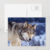 Winter Wolf 2 Briefkaart (Voorkant / Achterkant)