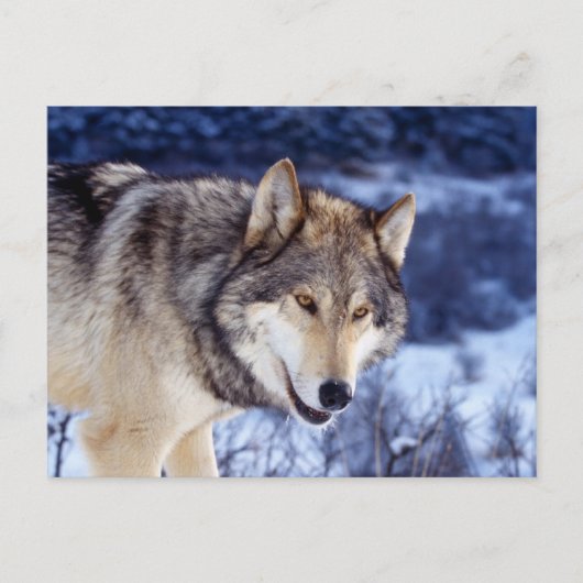 Winter Wolf 2 Briefkaart (Voorkant)