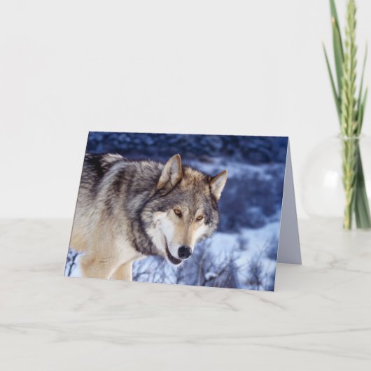 Winter Wolf 2 Kaart (Voorkant)