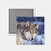 Winter Wolf 2 Magneet (Voorkant / Achterkant)