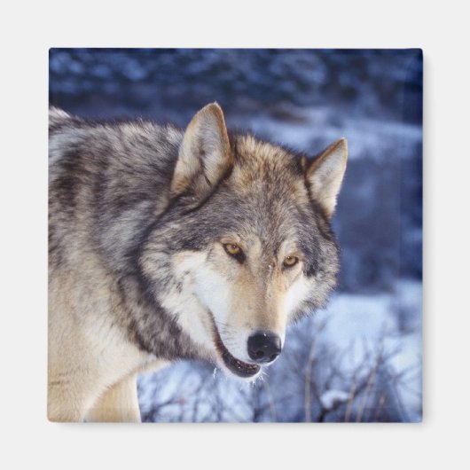 Winter Wolf 2 Magneet (Voorkant)
