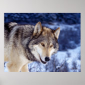 Winter Wolf 2 Poster (Voorkant)