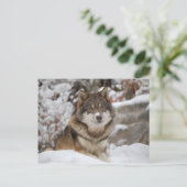 Winter Wolf Briefkaart (Staand voorkant)