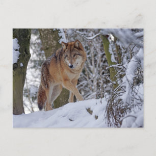  Winter Wolf Briefkaart
