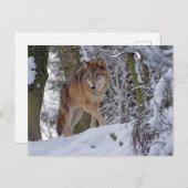 Winter Wolf Briefkaart (Voorkant / Achterkant)