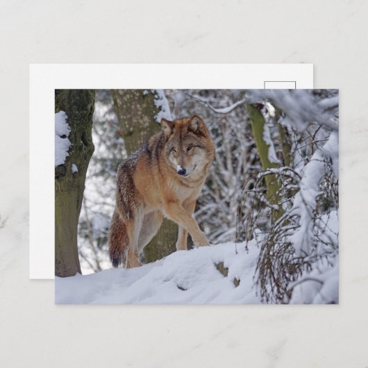 Winter Wolf Briefkaart (Voorkant / Achterkant)