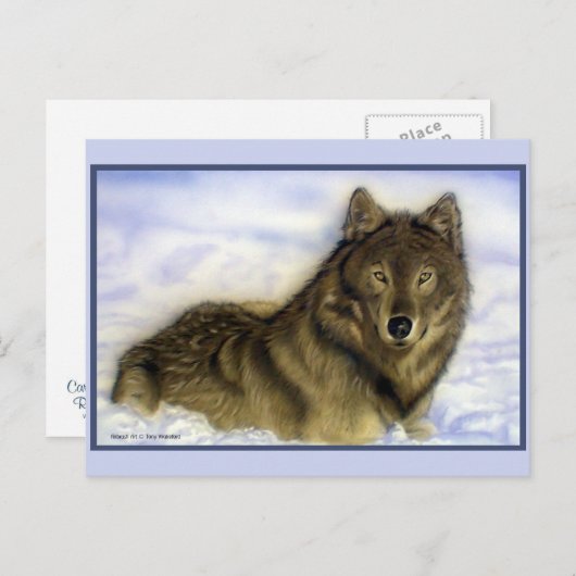 Winter Wolf Briefkaart (Voorkant / Achterkant)