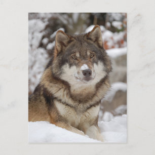 Winter Wolf Briefkaart