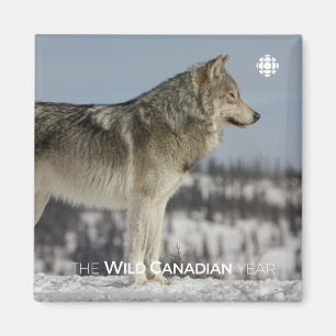 Winter - Wolf Magneet