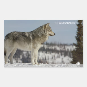 Winter - Wolf Rechthoekige Sticker
