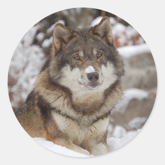 Winter Wolf Ronde Sticker (Voorkant)
