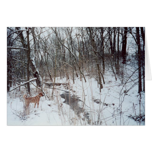 Winter Wonderland (Devant Horizontal)