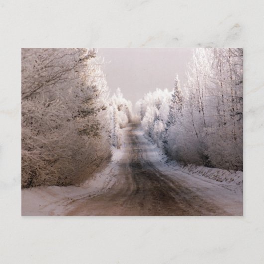 Winter Wonderland - Carte postale (Devant)