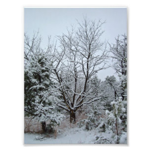 Winter Wonderland Foto Afdruk