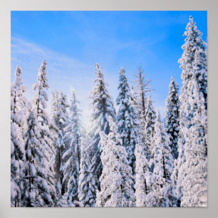 Winter Wonderland Pine Trees in sneeuw Poster