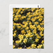 Winteraconiet (Eranthis hyemalis) Briefkaart (Voorkant / Achterkant)