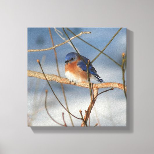 Winterblauw-vogel-Natuur Canvas Afdruk (Voorkant)