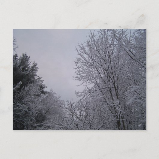 Winterbomen Briefkaart (Voorkant)