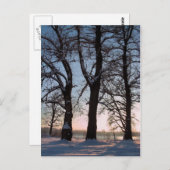 Winterbomen op blauwe achtergrond briefkaart (Voorkant / Achterkant)