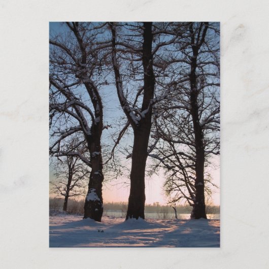 Winterbomen op blauwe achtergrond briefkaart (Voorkant)