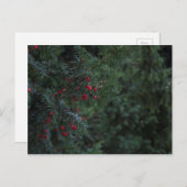 Winterboom Briefkaart (Voorkant / Achterkant)