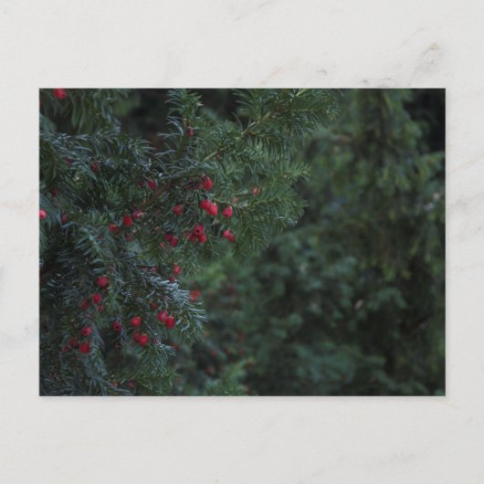 Winterboom Briefkaart (Voorkant)