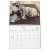 Winterborn Spinone ~ Revised ~ Puppy Calendar Med. Kalender (Mar 2026)