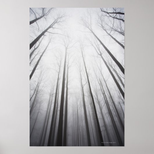 Winterbos in mist, New Jersey Poster (Voorkant)