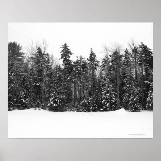 Winterbosbomen met vallende sneeuw poster (Voorkant)
