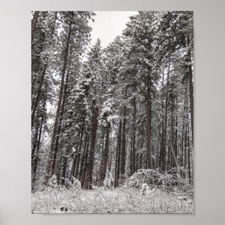 Winterdennen hoge bomen in sneeuw poster