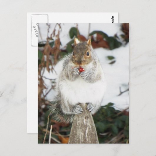 Wintereekhoorndruk Briefkaart (Voorkant / Achterkant)