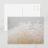 Wintergrassen Briefkaart (Voorkant / Achterkant)