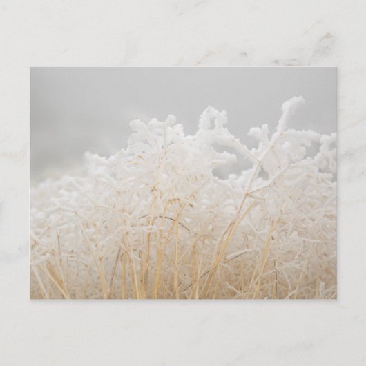 Wintergrassen Briefkaart (Voorkant)