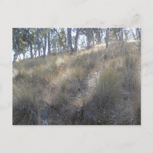 Winterheuvel bij Livermore, CA Briefkaart (Voorkant)