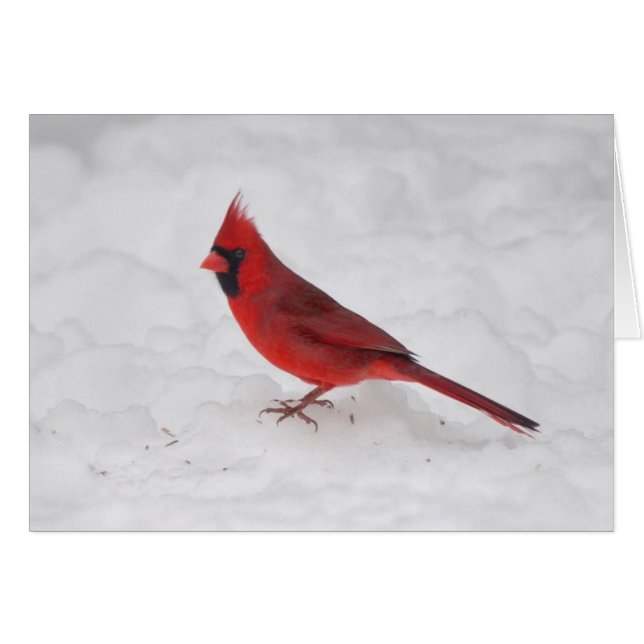 Winterkardinaal (Voorkant Horizontaal)