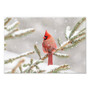 Winterkardinaal Foto Afdruk