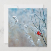 Winterkardinaal Kaart (Voorkant)