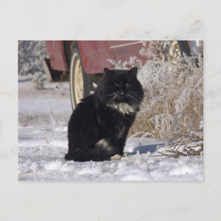 WinterKat Briefkaart